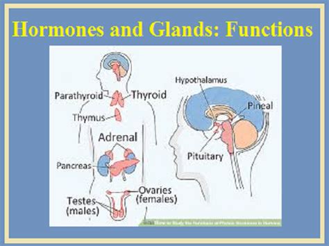 Glands and hormones in human body