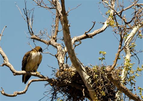 Check out this red-tailed hawk's nest! | Red tailed hawk, Bald eagle ...