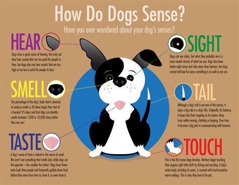 Dog Senses Infographic – bobgoodhue.com