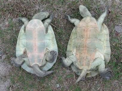 Eastern Long Neck Turtle Care | Aquarium and Reptile Store