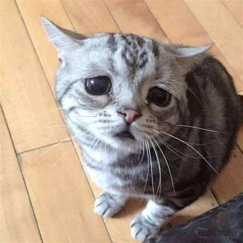 This Is Quite Possibly The Saddest And The Cutest Cat You've Ever Seen ...