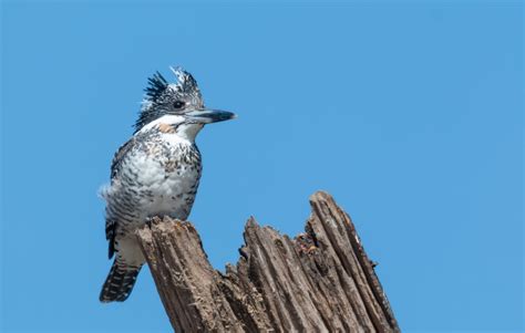 Bird Watching in Jim Corbett | Corbett - What to Expect | Timings ...