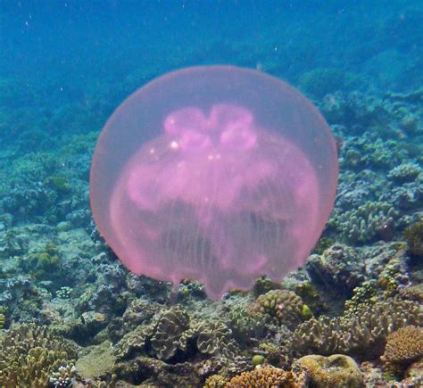 Snorkeling Hastings Reef (a section of the Great Barrier Reef) | Travel ...