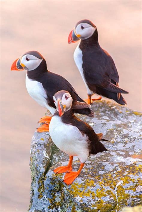 Atlantic Puffins in Iceland Scotland Wallpaper, Norway Viking, Puffins ...