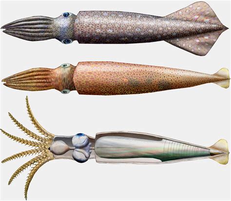 Jurassic 10-Armed 'Squid' Were Speedy Swimmers | Prehistoric, Ancient animals, Prehistoric animals