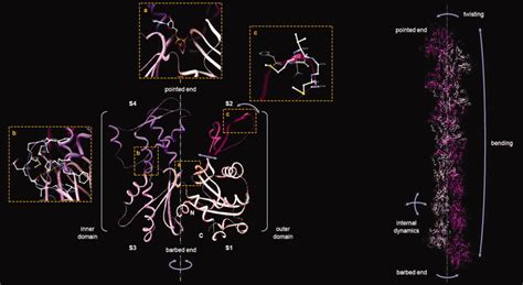 Overview of the structure and conformational dynamics of actin monomer... | Download Scientific ...