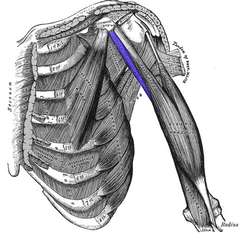 Coracobrachialis Muscle - Physiopedia