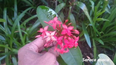 How to Propagate Saraca Asoca Plant #EarthDay2020 - YouTube