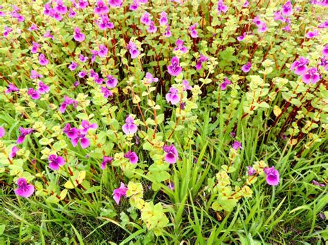 Kaas Plateau - Valley of Flowers in Maharashtra, India Stock Image - Image of leaves, impatiens ...