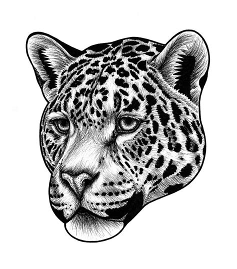 Jaguar Cat Drawing