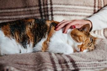 Signs of Pain in Cats & What Can Help | Cave Creek Vets