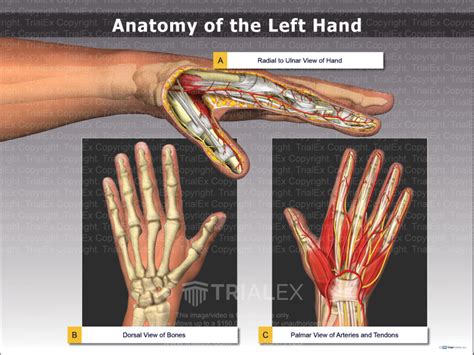 Anatomy of the Left Hand - TrialQuest Inc.