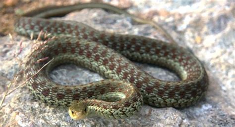 The 3 Types of Garter Snakes in Massachusetts! (w/ pics) - Bird Watching HQ