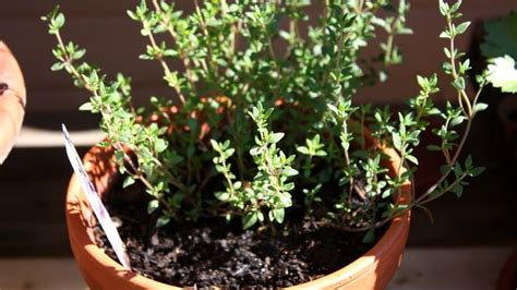 9 Tips for Growing Thyme in Pots or Containers in 2023 | Growing thyme, Plant diseases, Powdery ...