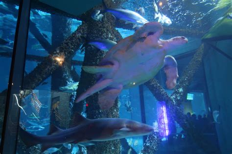 New Orleans Audubon Aquarium is a Great Indoor Activity for Travelers | Naturally Glam | Jonna ...