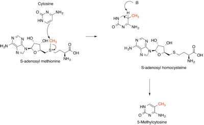 Methyltransferase - Wikiwand