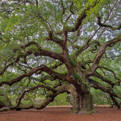 Unveiling the Beauty of Angel Oak Tree Near Charleston