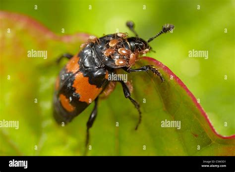 Sexton or Burying Beetle, Nicrophorus vespilloides infested by tiny ...