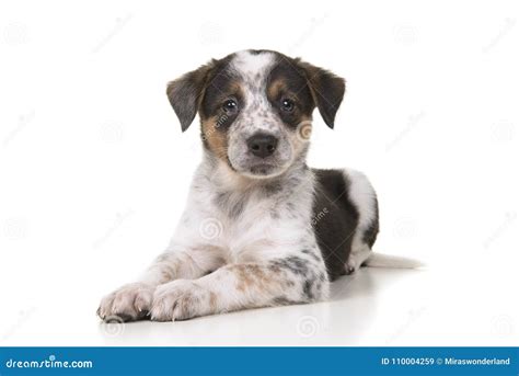 Cute Australian Shepherd Australian Cattle Dog Mix Puppy Lying D Stock ...