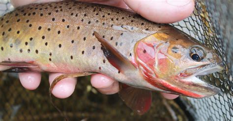 Fly Fishing Rocky Mountain National Park