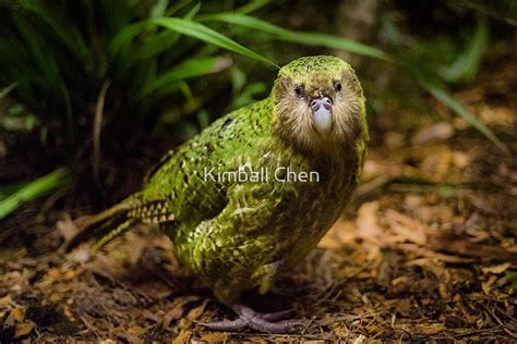 "Sirocco the Kakapo" by Kimball Chen | Redbubble