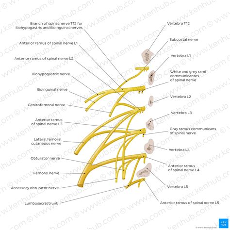 Lumbar plexus: Anatomy, branches and innervation | Kenhub