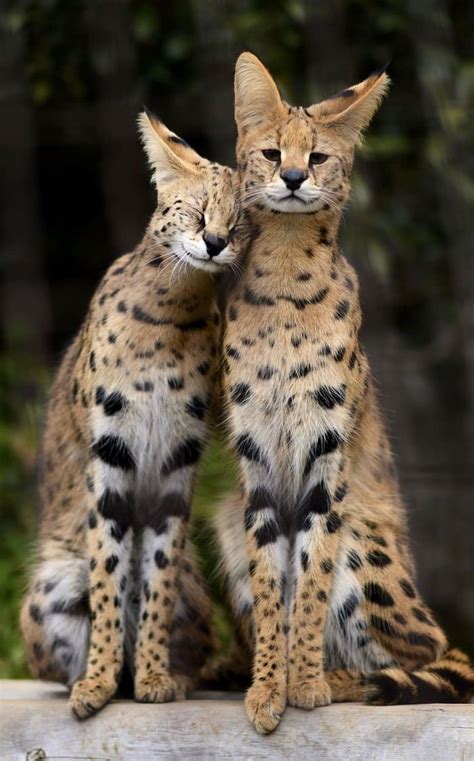 Servals - Animals | Beautiful cats, Serval cats, Exotic cats