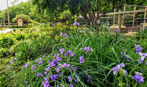 Spring flowers in the native garden – Central Kansas Lawn & Garden Blog