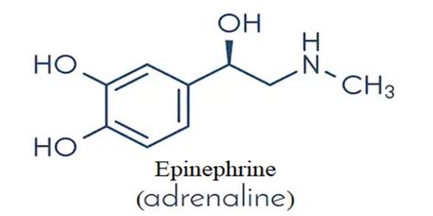 Epinephrine Lewis Structure