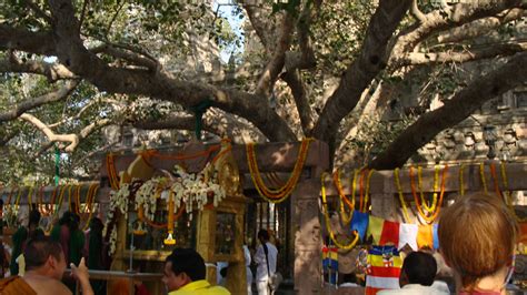 Bodhi tree where Buddha attained enlightenment #bodhgaya #india # ...