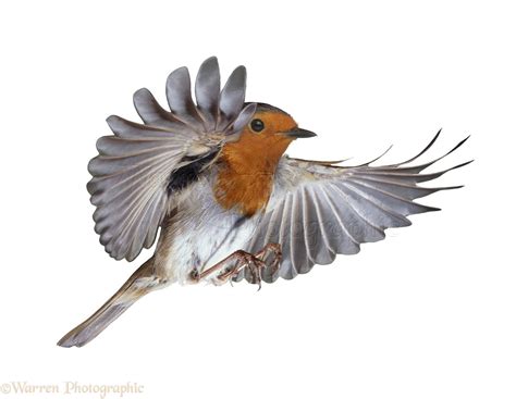 Robin flying photo WP09376