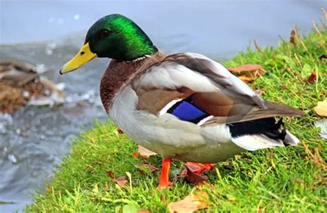 Mallard Duck - Description, Habitat, Image, Diet, and Interesting Facts