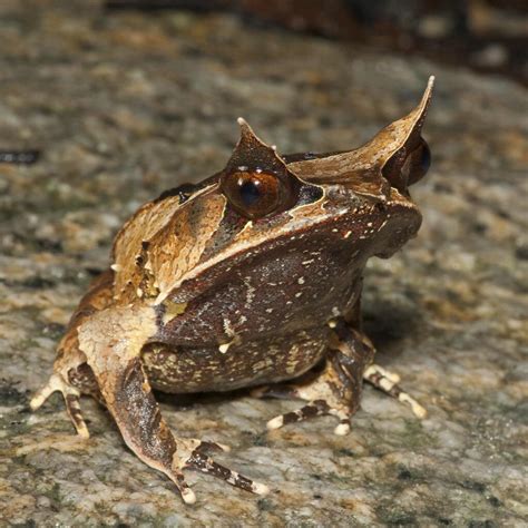 The Malayan horned frog isn’t pleased with the current situation. : r/frogs