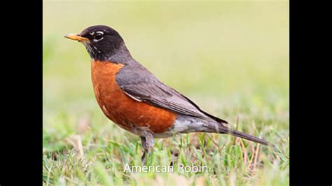 American Robin Song - YouTube