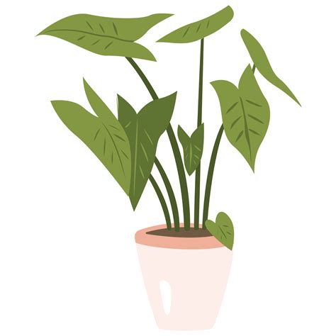 Nephthytis Plant Plant Color 2D Illustrations 27118433 PNG