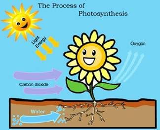 Free Photosynthesis For Kids, Download Free Photosynthesis For Kids png ...