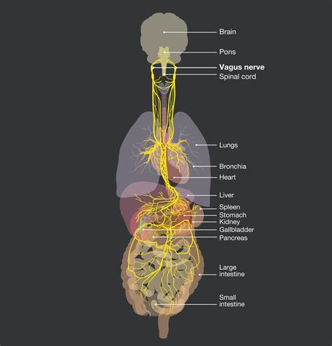 Vagus Nerve Cartoon