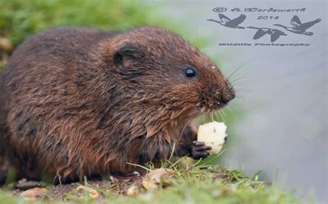 What Do Voles Eat? 20+ Foods These Rodents Consume - A-Z Animals