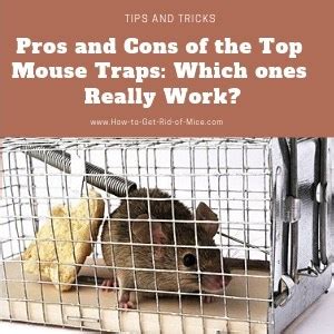 The Best Mouse Traps - Find the Most Effective Mouse Trap Types