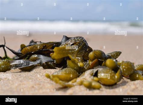 Vlissingen beach background in the netherlands Stock Photo - Alamy