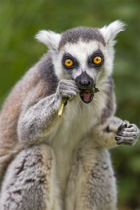 Lemur eating a plant II | The same lemur eating a plant, thi… | Flickr