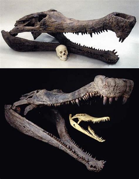 Top 6 biggest prehistoric crocodiles ever lived - Our Planet