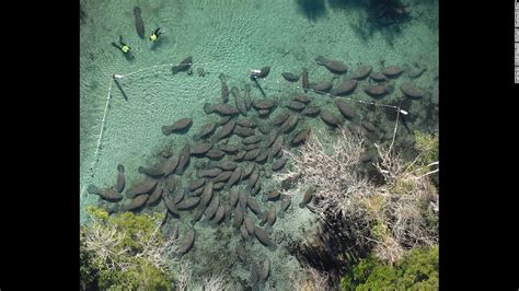 Manatees crowd out humans at Three Sisters Springs | CNN Travel