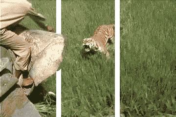 Bengal Tiger Travel GIF - Find & Share on GIPHY