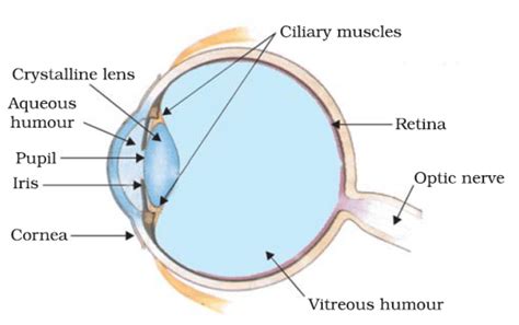 Human Eye - Class 10, The Human Eyes and The Colorful World