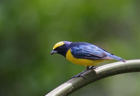 Yellow-crowned Euphonia (Euphonia luteicapilla)