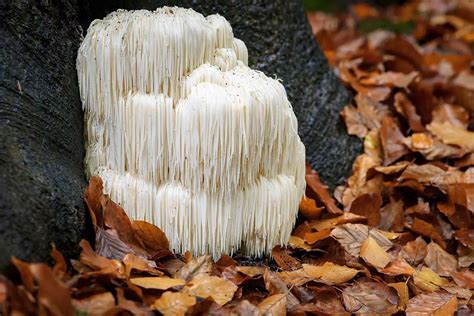 How to Grow Lion's Mane Mushrooms - Plant Instructions