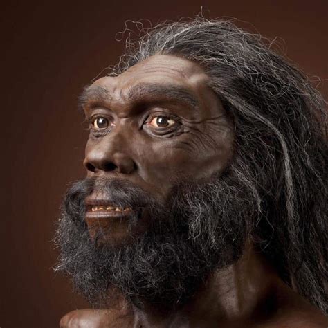 Homo erectus origins for Chinese Han? New fossil analysis suggests separate evolutionary path ...