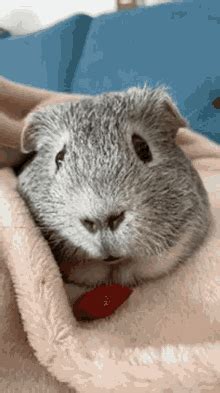 Guinea Pigs GIFs | Tenor