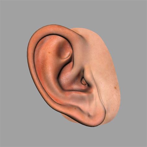 3D realistic human ear model - TurboSquid 1295637